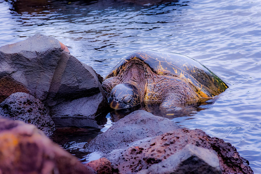 Turtle Dreams Photograph by Tex Wantsmore