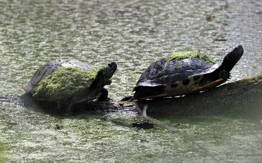 Turtle Duo Photograph by Kay Lovingood