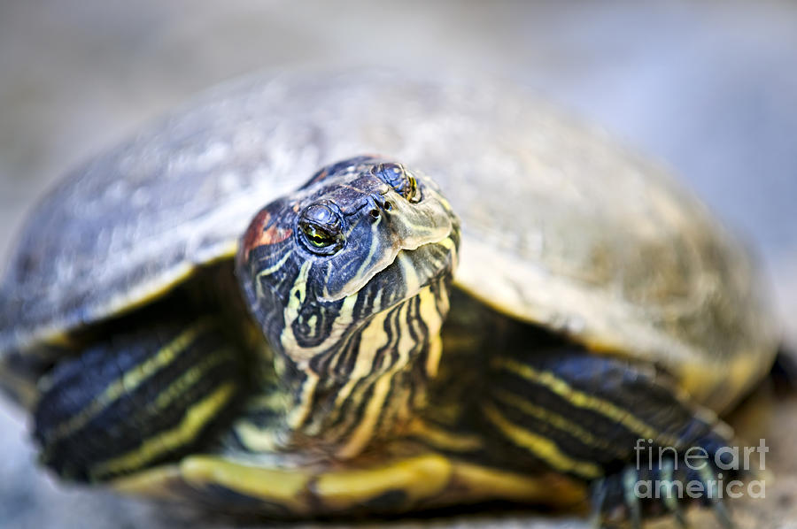 Turtle Photograph - Turtle by Elena Elisseeva