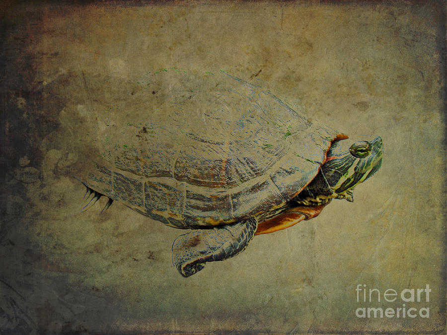Turtle Emerging Photograph by Carol Senske