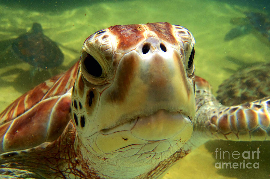 Turtle Face Photograph