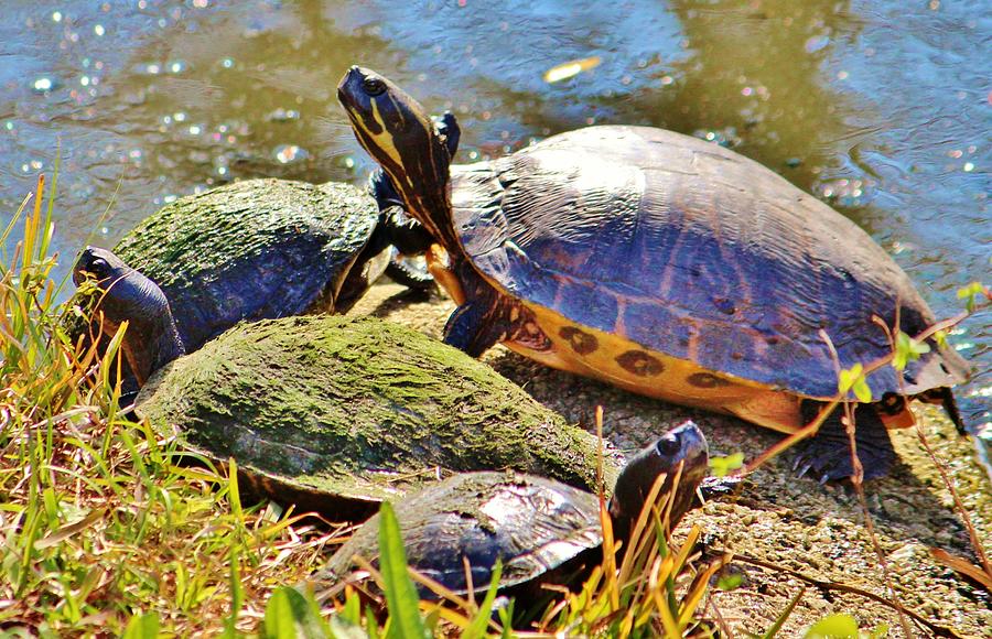Turtle Photograph - Turtle Family by Cynthia Guinn