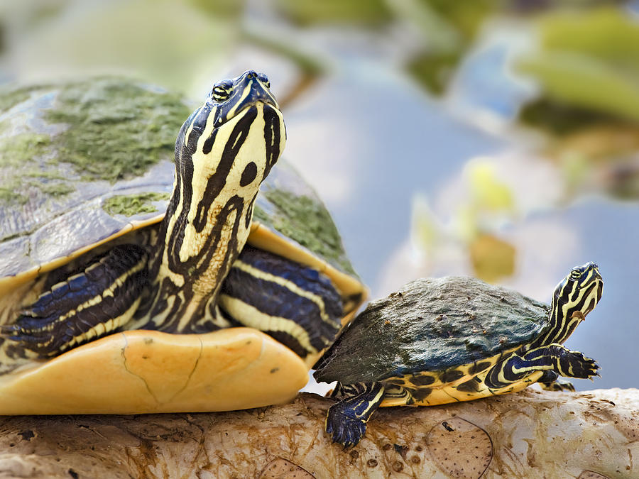 Turtle Family Photograph by Patrick Lynch
