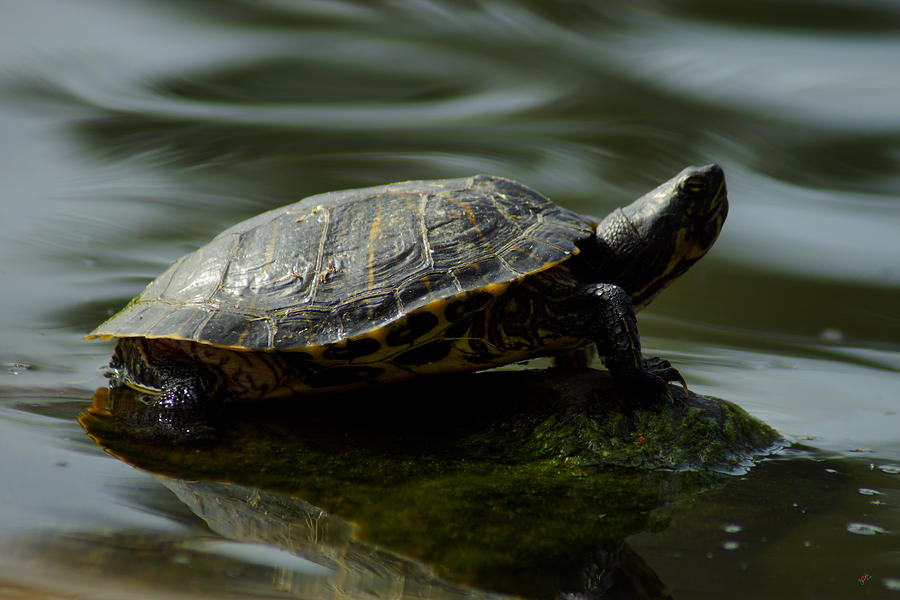 Turtle Feeling The Vibes Photograph By Lorenzo Williams