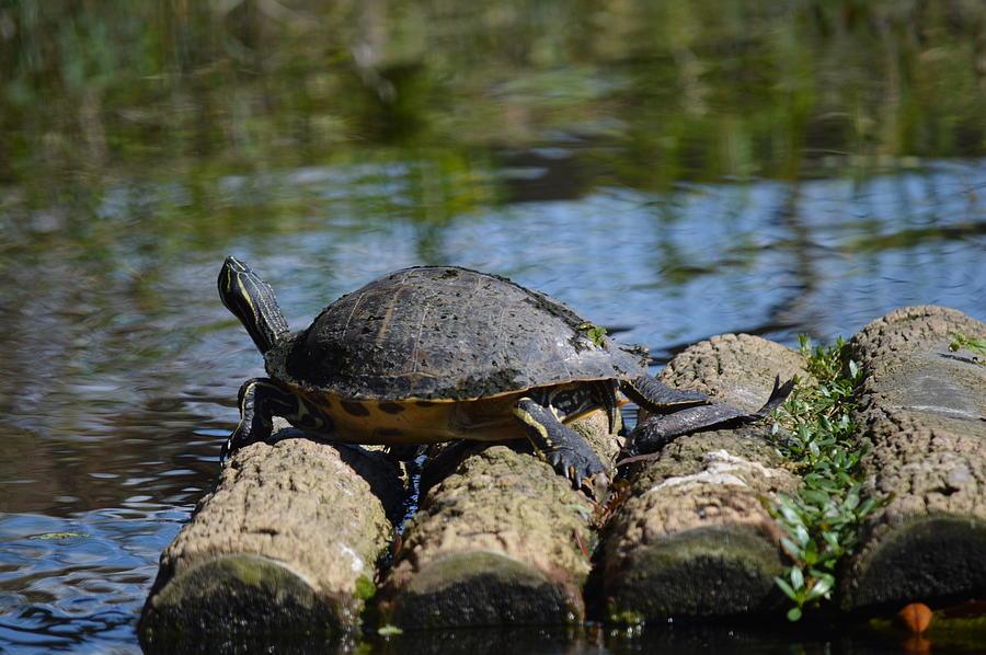 Turtle Float Photograph by Linda Kerkau - Fine Art America