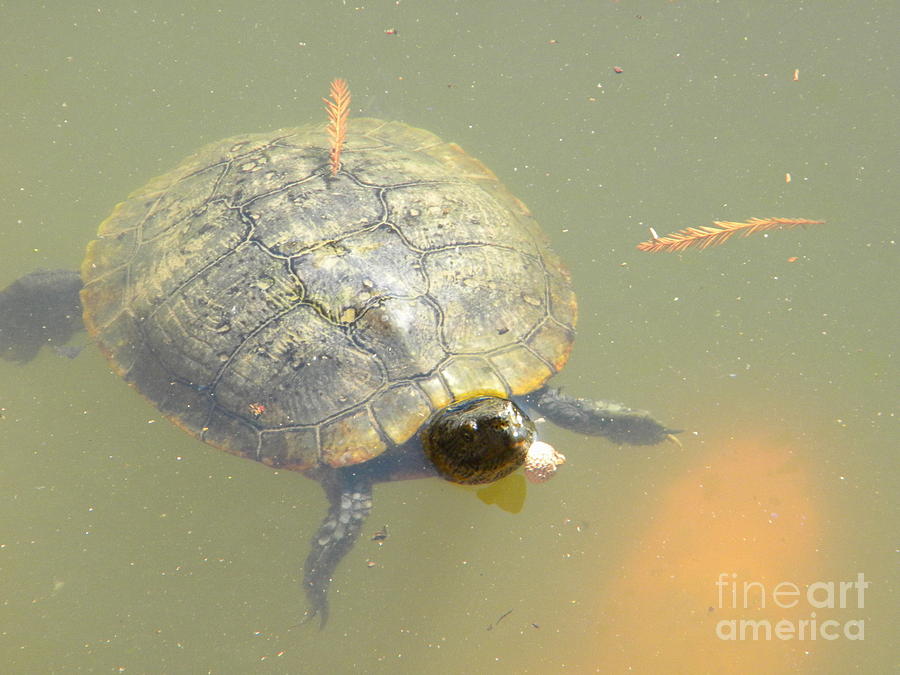 Turtle Floating Photograph by Nathanael Smith - Fine Art America