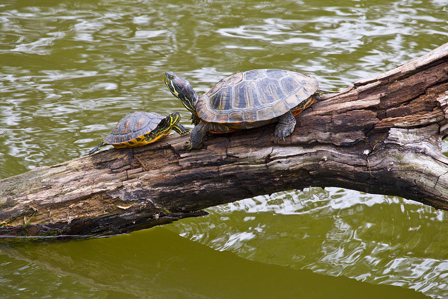 Turtle Friends I Photograph By Vernis Maxwell - Fine Art America