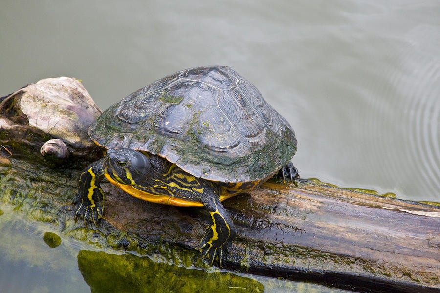 Turtle Friends II Photograph by Vernis Maxwell - Fine Art America