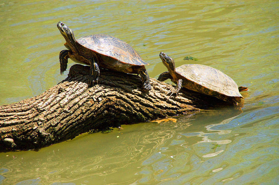 Turtle Friends Photograph by Vernis Maxwell - Fine Art America