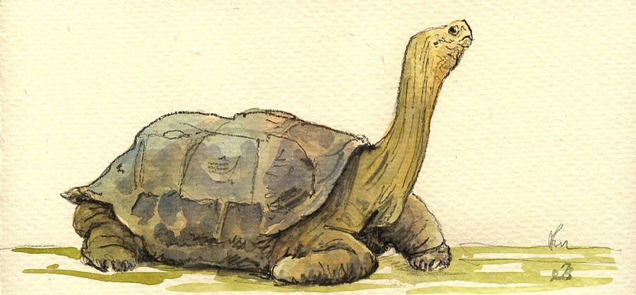 Turtle Painting - Turtle galapagos by Juan  Bosco