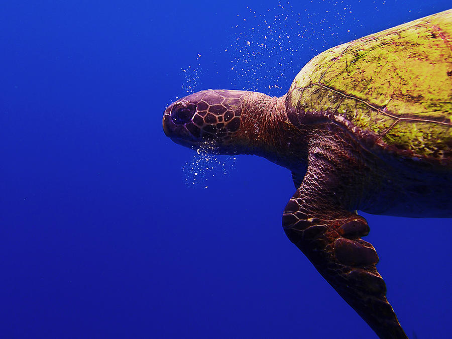Turtle Photograph by George Batty - Fine Art America