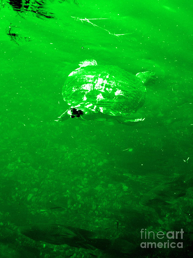 Turtle. Green Photograph by Oksana Semenchenko