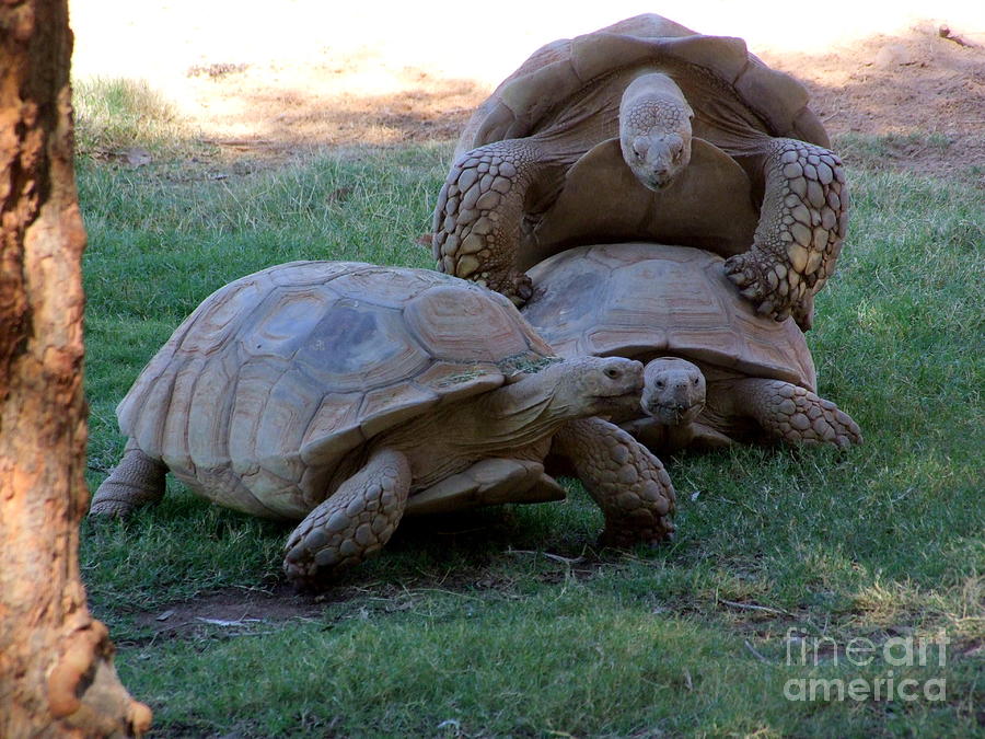 Turtle Photograph - Turtle Harem by Mary Deal