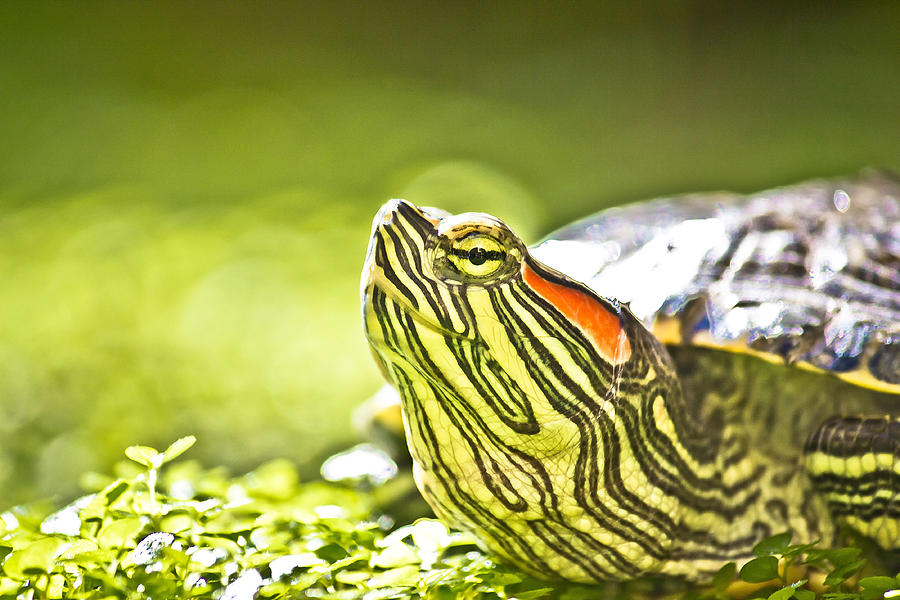 Turtle head portrait in natue Photograph by Brch Photography