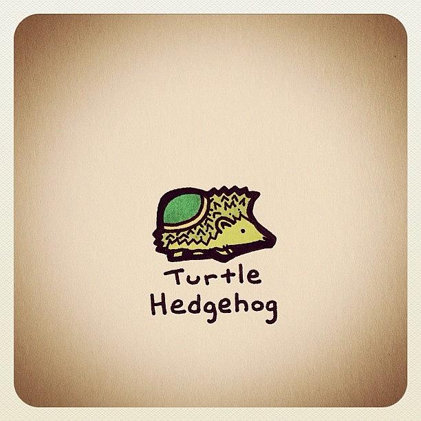 Turtle Hedgehog Photograph by Turtle Wayne