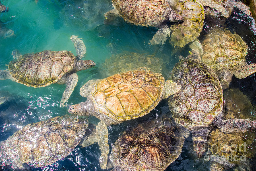 Turtle Huddle Photograph by Suzanne Luft