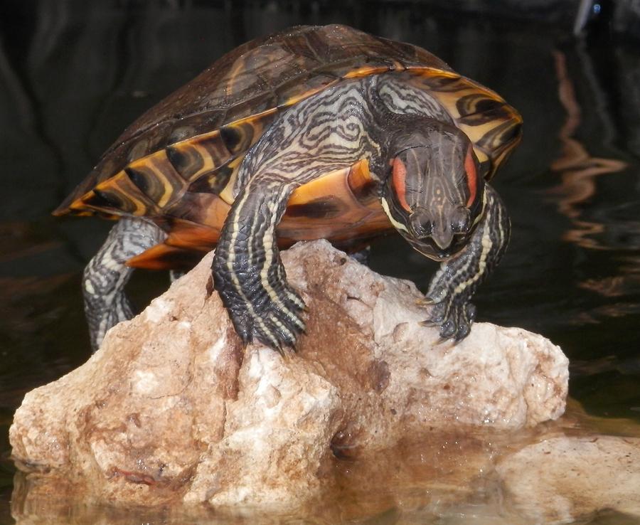 Turtle Hunt Photograph by Belinda Lee - Fine Art America