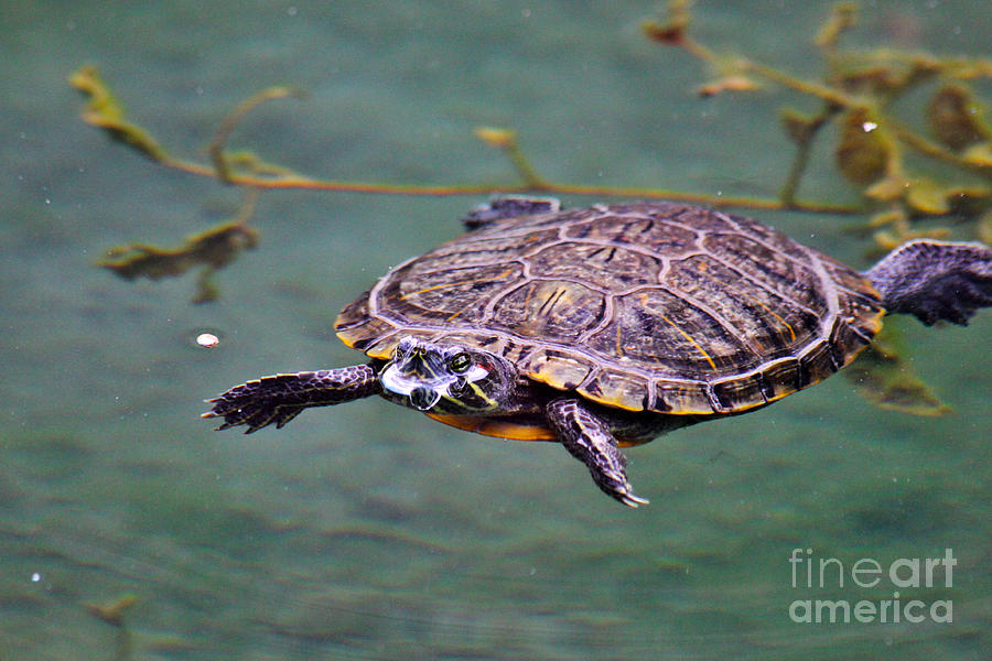 Turtle In A Koi Pond by Janice Rae Pariza