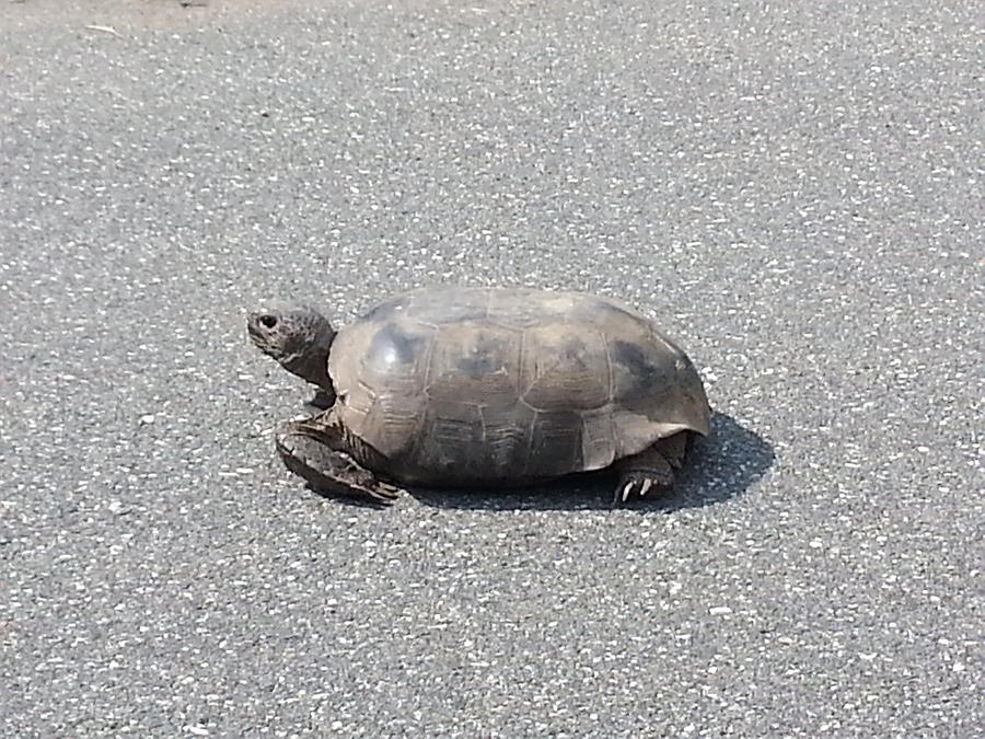 Turtle In Road Photograph by Debbie Kirkland | Fine Art America