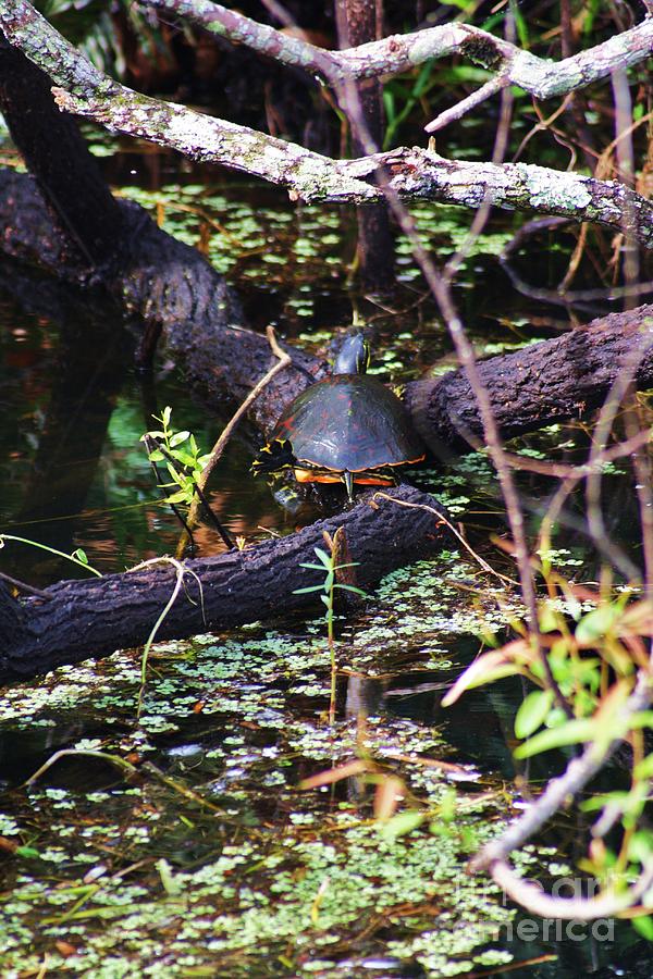 Turtle In The Glades Photograph