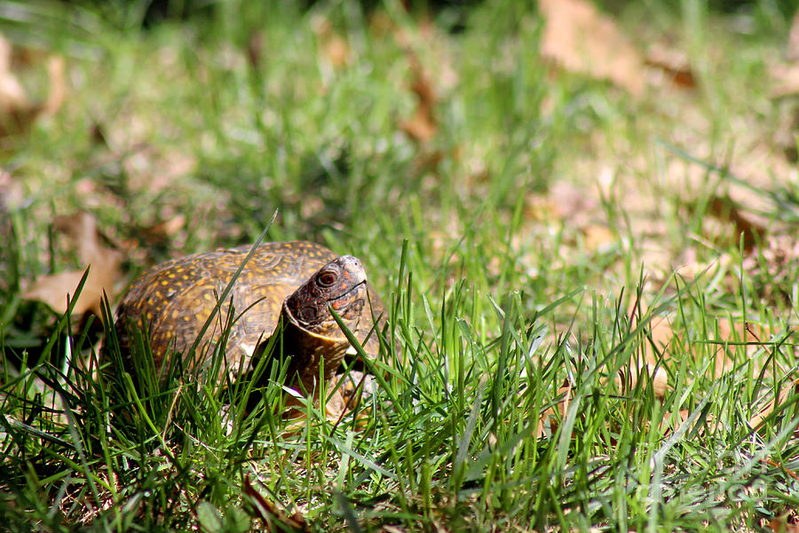 Turtle in the Grass Photograph by Adam Long