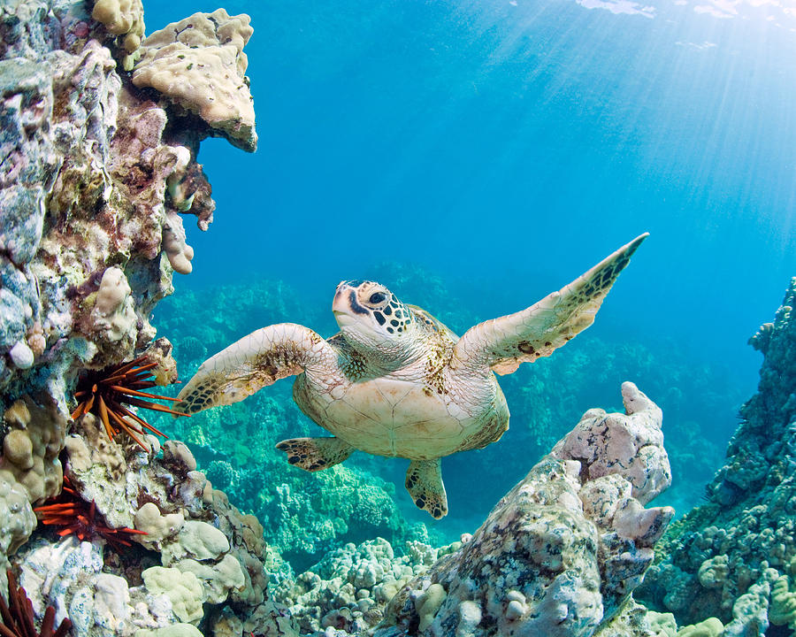 Turtle in Tropical Ocean Photograph by M Swiet Productions