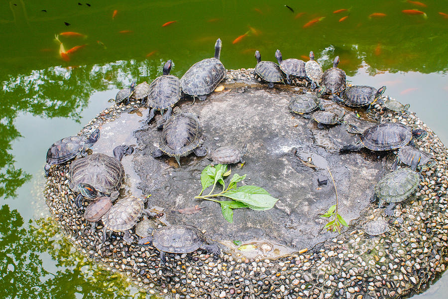 Turtle Island Photograph by Robert Hebert