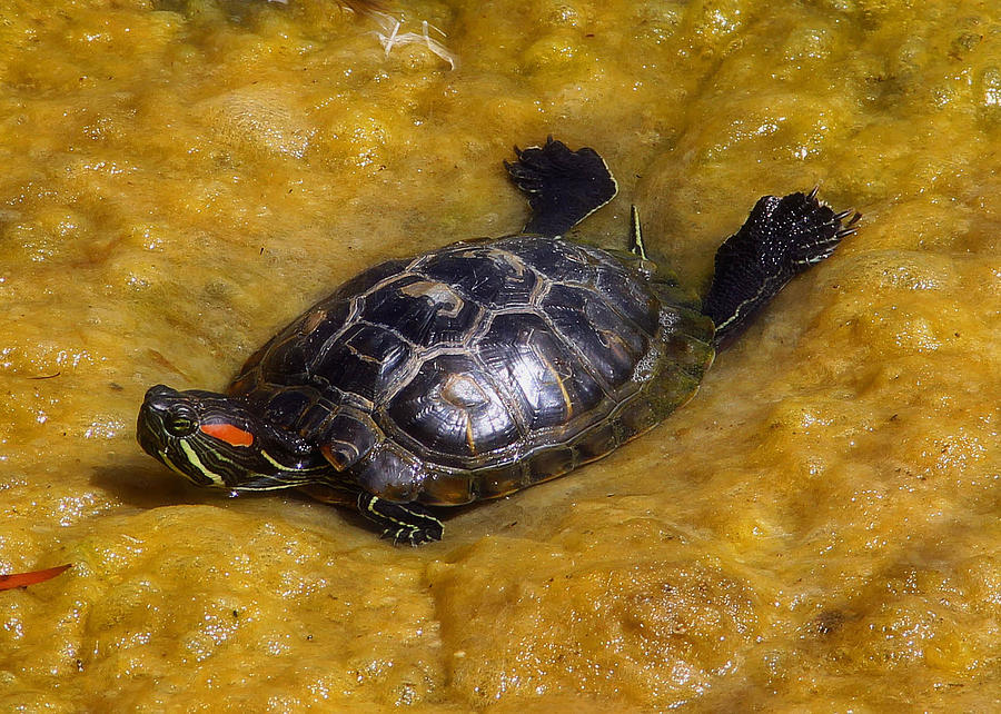 Turtle Photograph by Jim McCullaugh