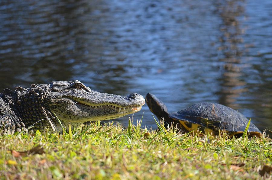 Turtle Kiss Photograph by John-Leon Halko - Pixels