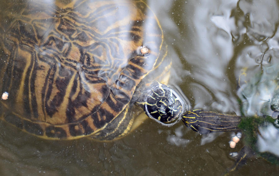 Turtle Kiss Photograph by Julie Cameron | Pixels