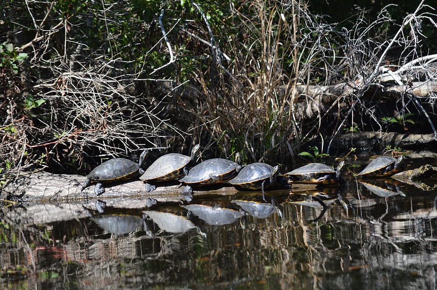 Turtle Lineup Photograph by Linda Kerkau