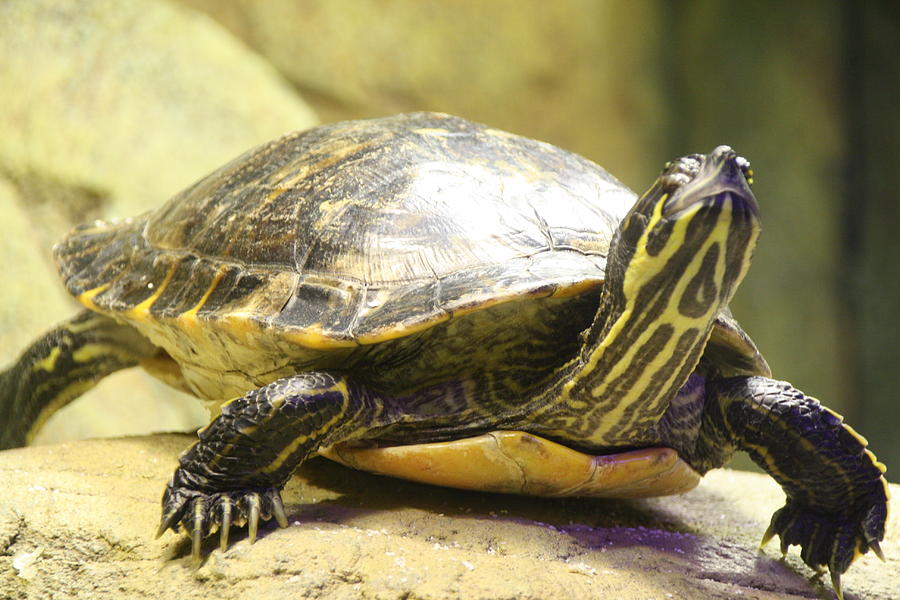 Turtle Photograph by Liz Bills - Fine Art America