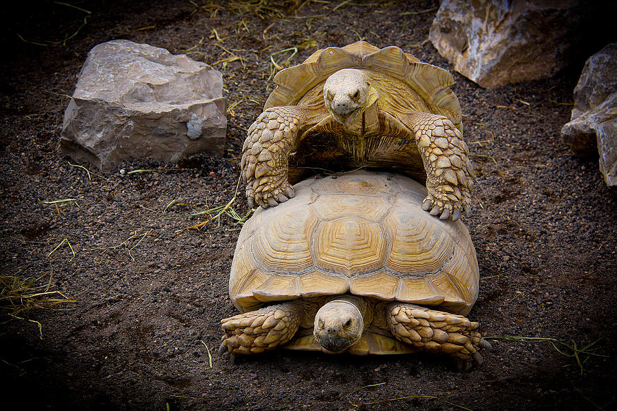 Turtle Photograph - Turtle Love by Amador Esquiu Marques