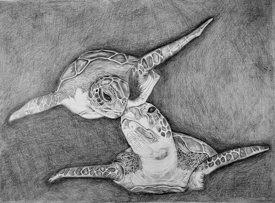 Turtle Love Drawing