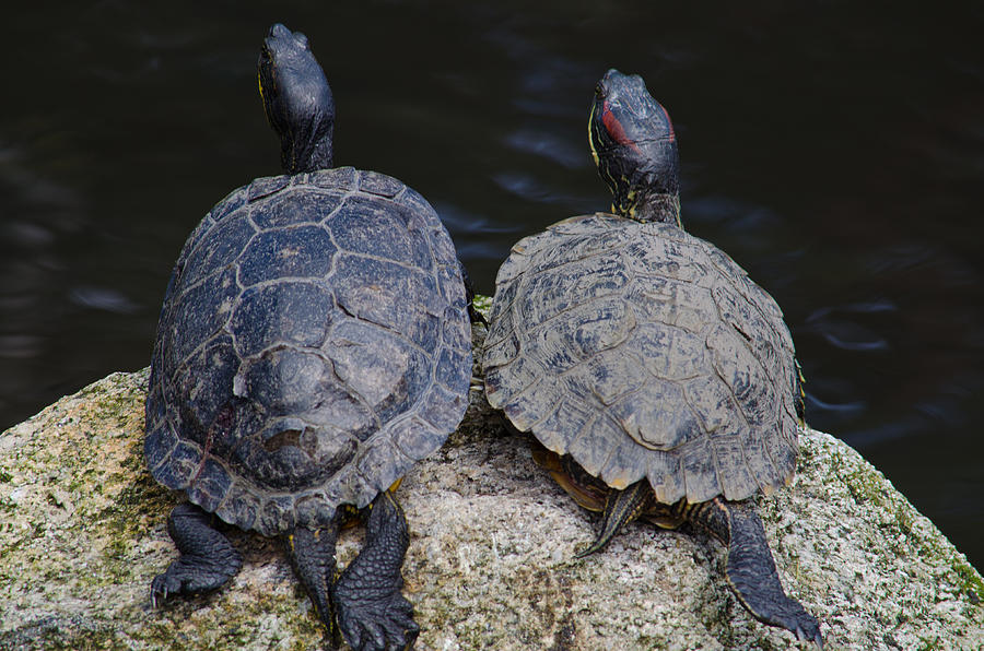 Turtle Love Photograph by Tikvahs Hope