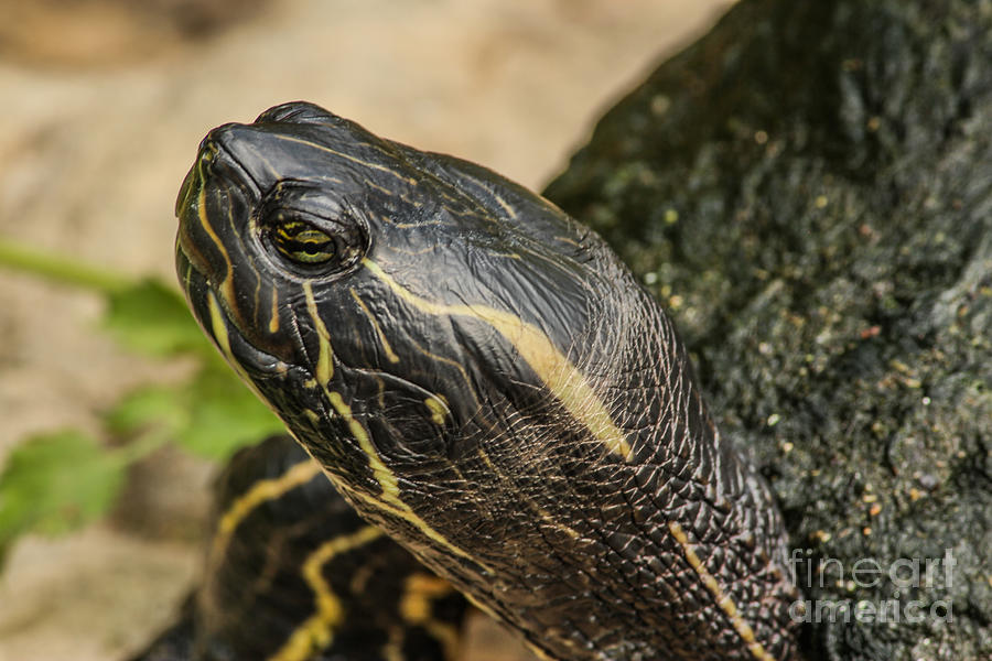 Turtle Photograph by Lynn Sprowl - Fine Art America