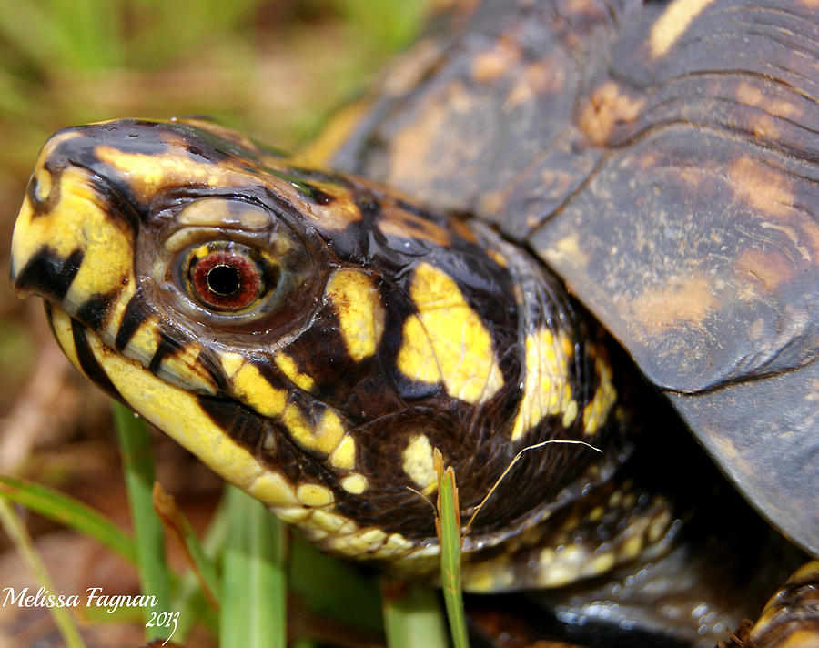 Turtle Photograph by Melissa Fagnan | Fine Art America