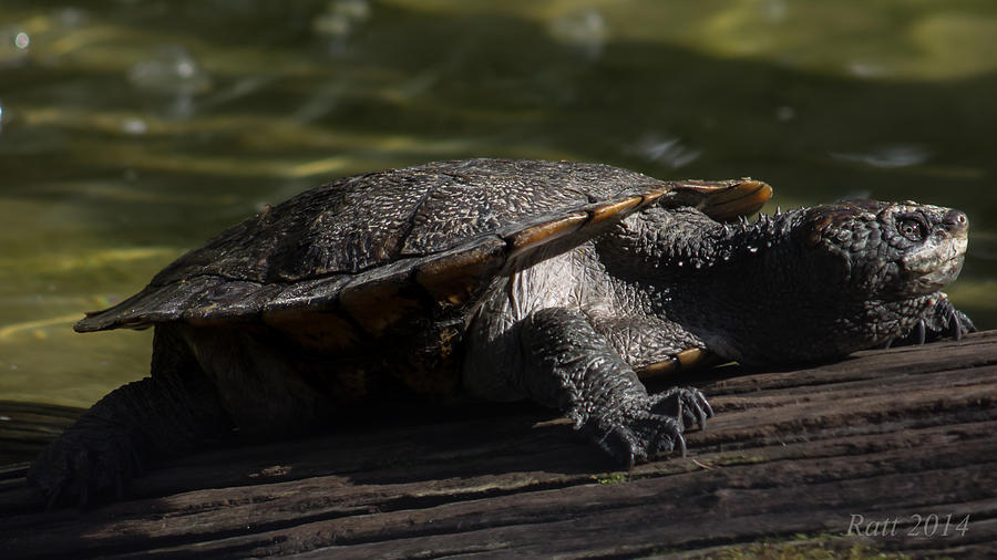 Turtle Photograph By Michael Podesta - Fine Art America