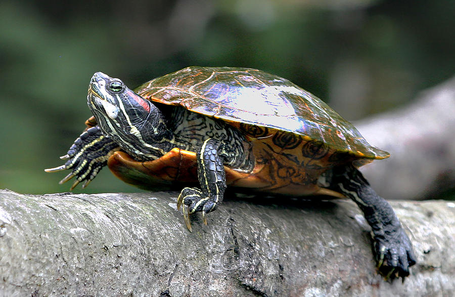 Turtle Moving Up A Fallen Tree Photograph By Joseph Dusek - Fine Art 