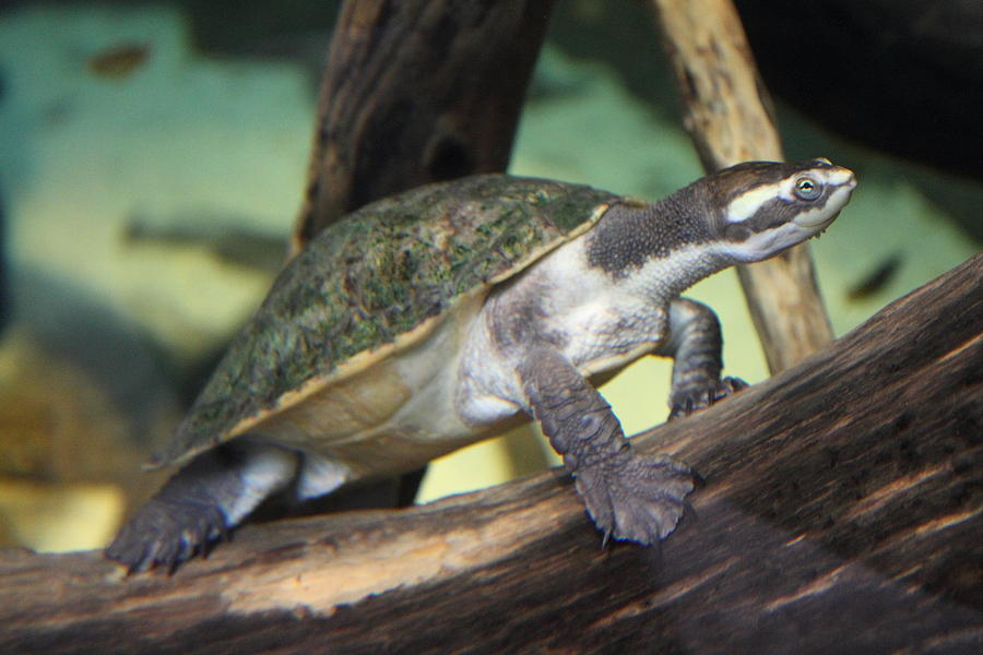 Turtle - National Aquarium in Baltimore MD - 121211 Photograph by DC Photographer