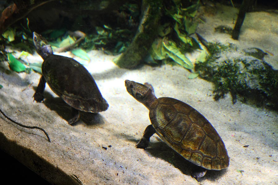 Turtle - National Aquarium in Baltimore MD - 121219 Photograph by DC Photographer