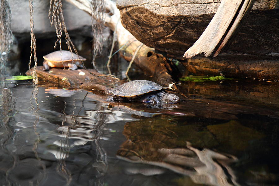 Turtle - National Aquarium in Baltimore MD - 121222 Photograph by DC ...