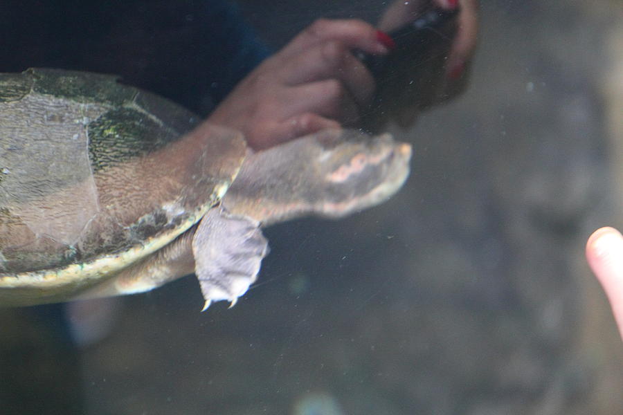 Baltimore Photograph - Turtle - National Aquarium in Baltimore MD - 121223 by DC Photographer
