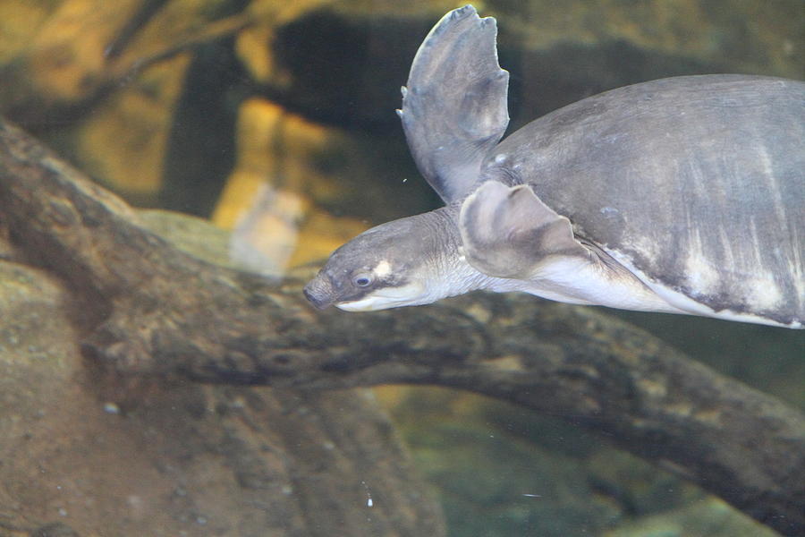 Baltimore Photograph - Turtle - National Aquarium in Baltimore MD - 12128 by DC Photographer
