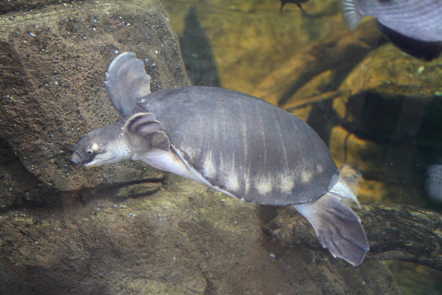 Turtle - National Aquarium In Baltimore Md - 12129 Photograph By Dc 