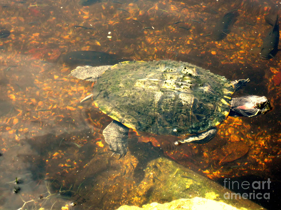 Turtle. Nature Collection Photograph by Oksana Semenchenko