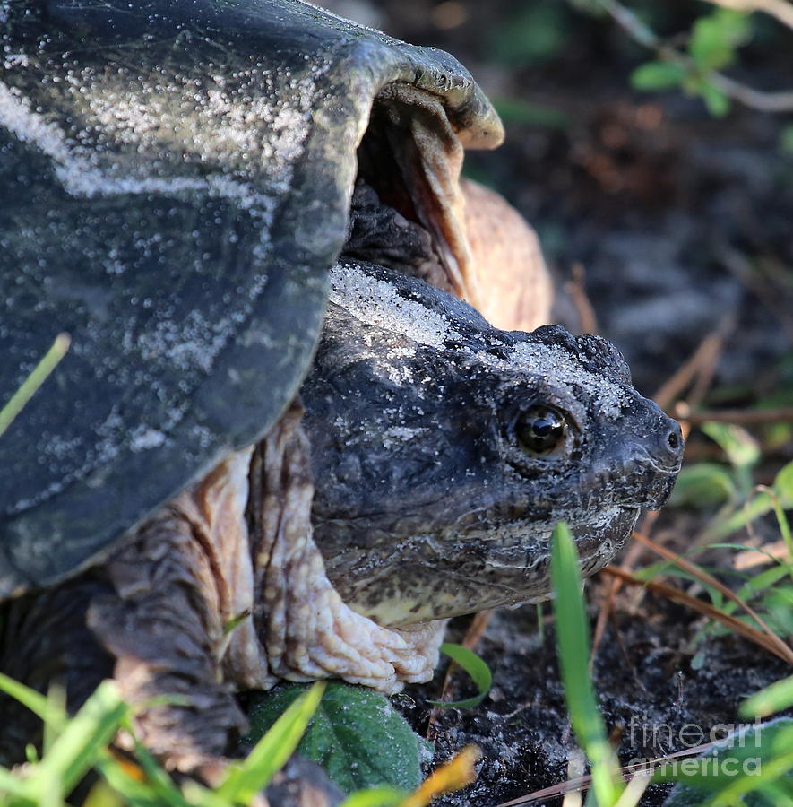 Turtle Neck Photograph by Marty Fancy