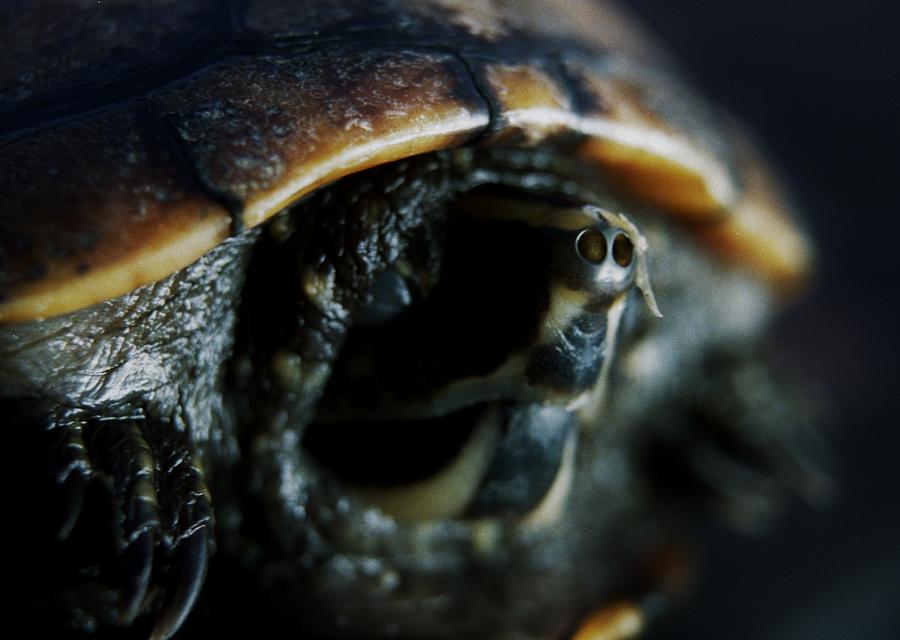 Turtle Nose Photograph by Anthony Shydohub - Pixels