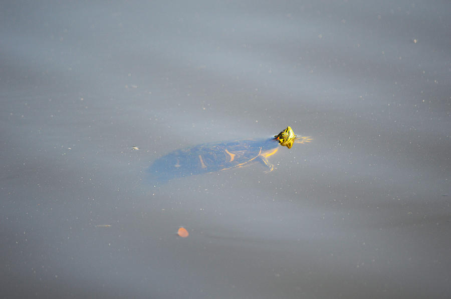 Turtle Nose Photograph by Linda Kerkau
