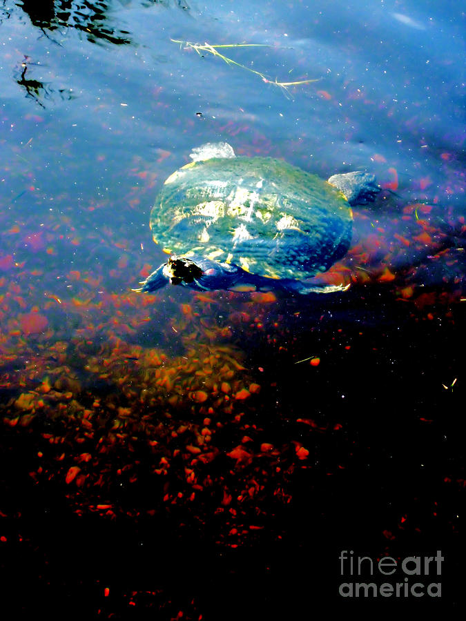 Turtle. Beautiful picture Photograph by Oksana Semenchenko
